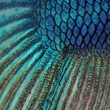 Skin of a blue Siamese fighting fish