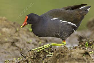 Common Moorhen, Huge Feet