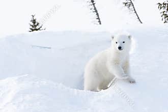 Polar bear (Ursus maritimus)