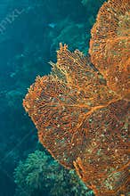 Common sea fan