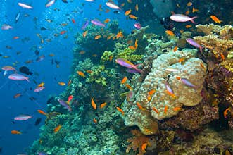 Variety of of fish and coral