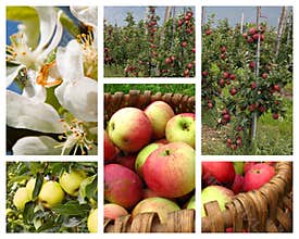 Apple orchard collage