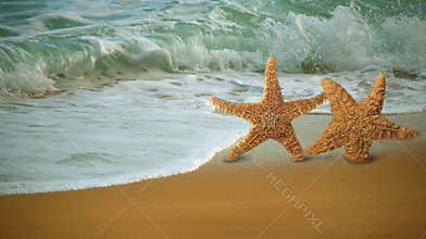 Adorable Star Fish Walking Along the Beach
