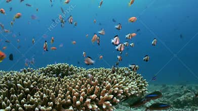 School of tropical small multicolored fish on reef