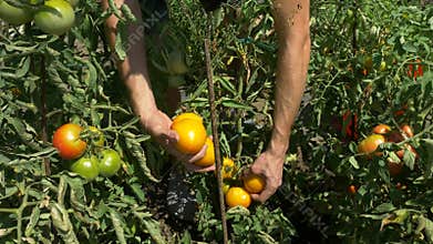 Organic fresh vegetables and fruits. Man harvests tomatoes in home garden.