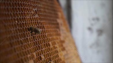 Bee gathering honey