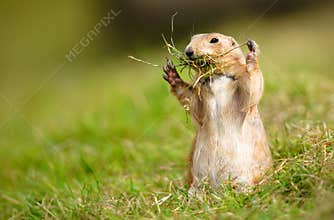 Prairie Marmot Gathering Twigs