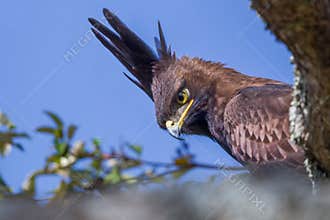 Long-crested Eagle Portrait