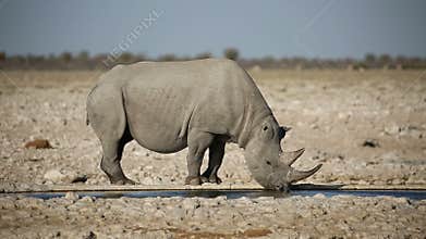 Black rhinoceros drinking water