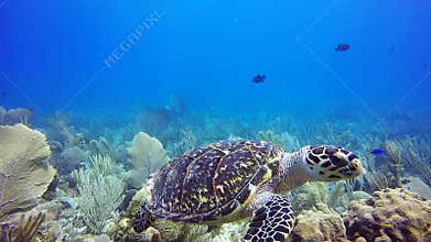 Critically endangered hawksbill sea turtle
