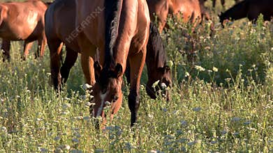Horses eating grass.