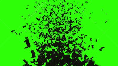 Flock of bats. flock of birds. mystical halloween concept. green screen footage.