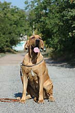 Fila brazileyro sitting
