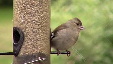 Goldfinch, eating seeds from a birdfeeder.