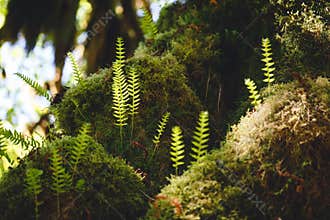 Mosses and Ferns
