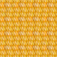 Realistic texture corn, vector illustration.