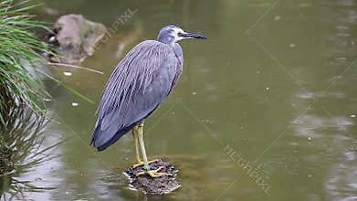 White-Faced Heron Standing On A Stone