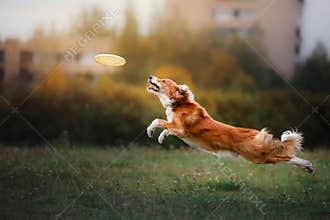 Dog catching disk in jump