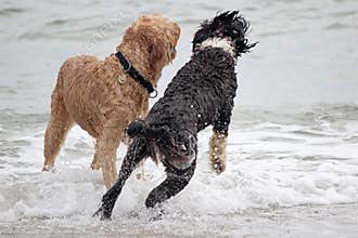 Jump for the Ball