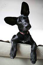 Eared Dog