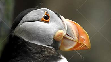 Atlantic Puffin Seabird In Wild