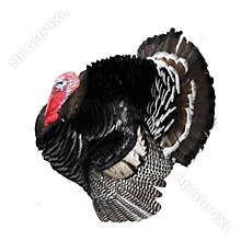 Local turkey