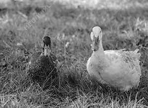 Domesticated Ducks