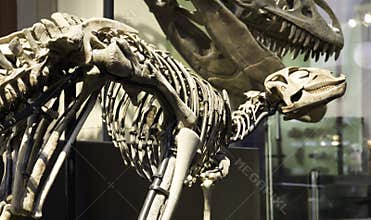 Paleontological Museum in Berlin