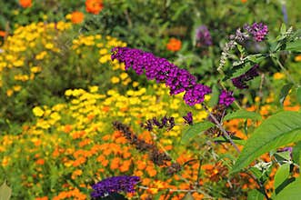 Butterfly bush and summer flowers