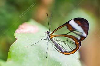 Greta oto butterfly