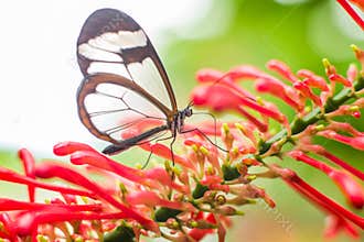 Greta oto butterfly