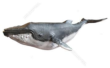 Humpback whale on an isolated white background.