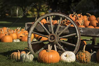 Pumpkins at Halloween