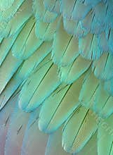 feathers texture