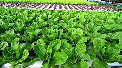 Hydroponic vegetables growing in greenhouse