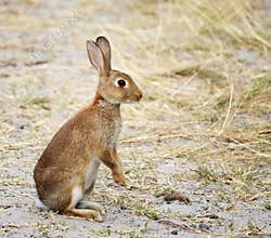 Wild rabbit alert to danger