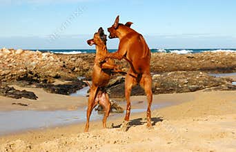 Beach dogs playing