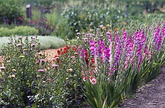 Gladioli and dahlias