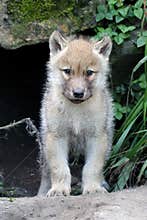 Wolf pup