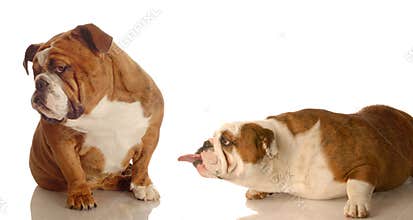Funny dog fight