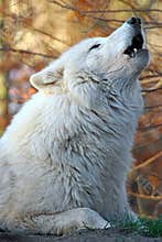 Howling white wolf