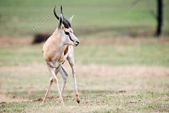 Springbok Antelope Pose