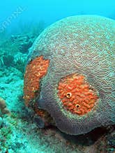 Red Boring Sponge and Brain Coral