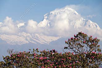 Summit of Dhaulagiri, Annapurna Circuit, Kaski District, Nepal