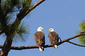 Bald Eagle Pair facing each other