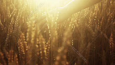 Charming woman’s hand is touching the golden wheat’s spikes. Bright sunshine, colorful view.