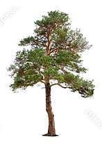 Pine tree