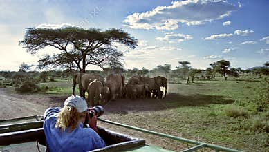 Wildlife photographer