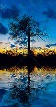 Tree on The Water