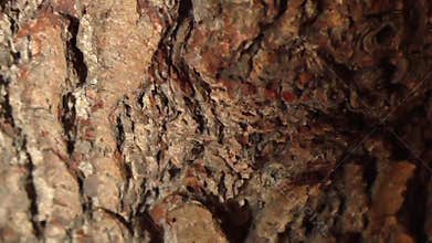 Tree bark